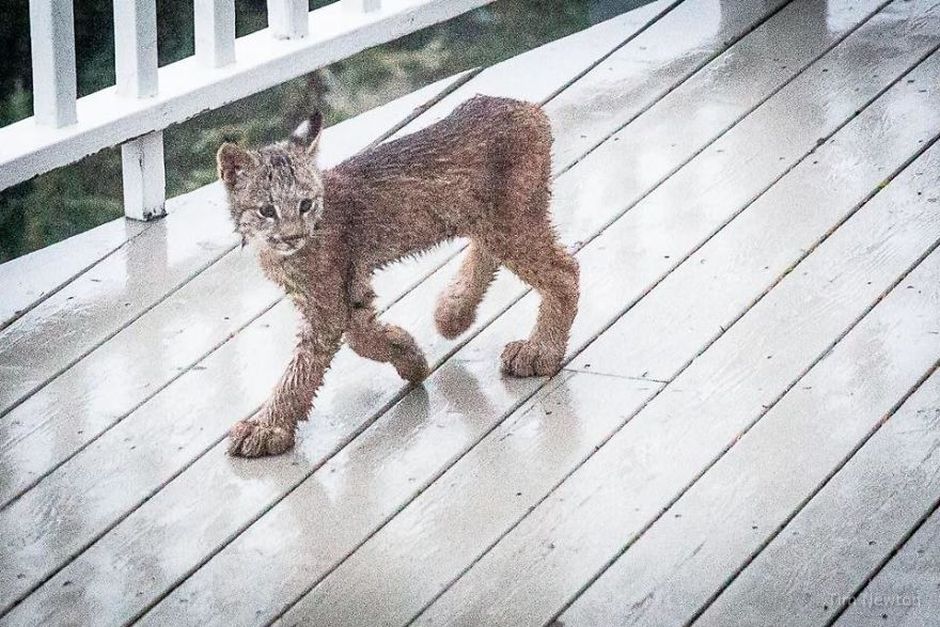 What Do You Do When A Whole Family Of Wild Cats Visit Your Porch?