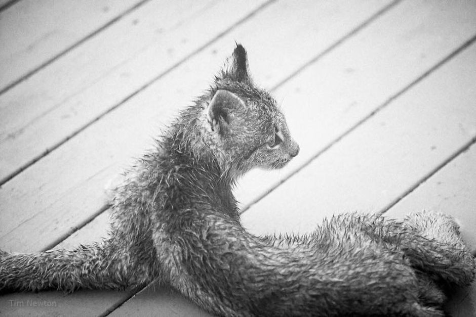 What Do You Do When A Whole Family Of Wild Cats Visit Your Porch?