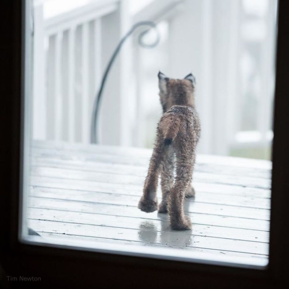 What Do You Do When A Whole Family Of Wild Cats Visit Your Porch?