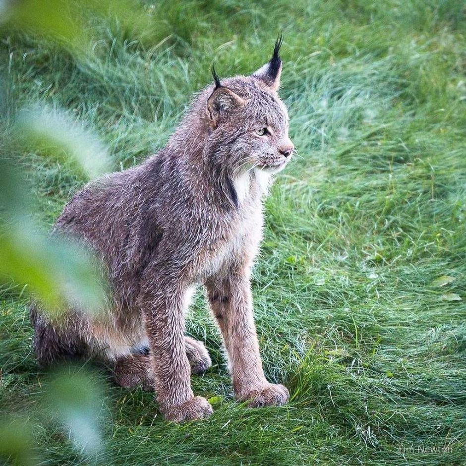 Who do you think got more out of it- Tim or the lynxes?