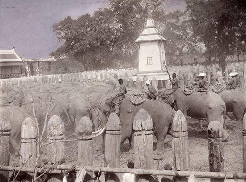 Herders put elephants in a pen during the Ayutthaya Wild Elephant Collection in Thailand in 1904. The government was able to capture a few thousand elephants and trained them and put them to use for projects, eventually moving some into sanctuaries as well.