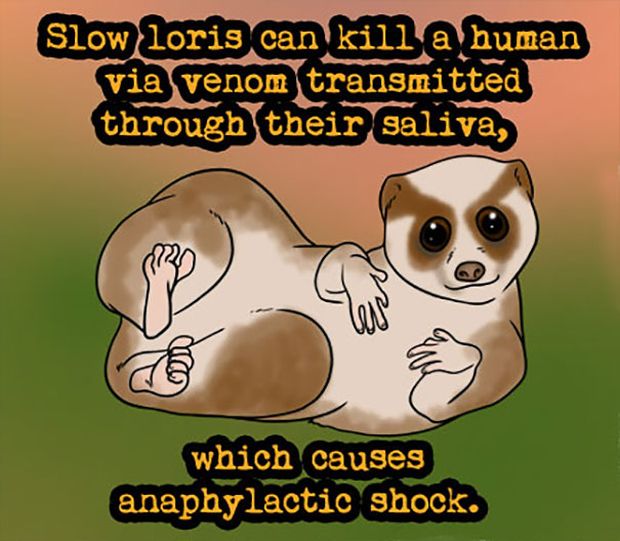 21 Fascinating Animal Facts That Will make You Go Wild