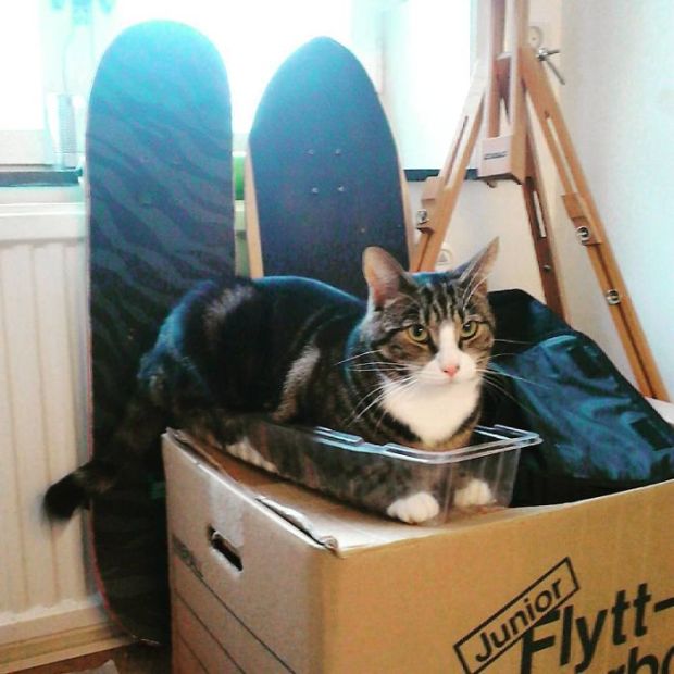 37 Cats That Sits If They Fits For A Cheery Caturday