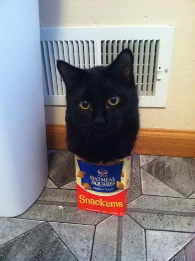 37 Cats That Sits If They Fits For A Cheery Caturday