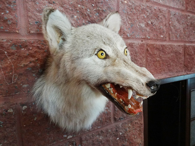 23 Prime Examples Of Taxidermy Fails So Severe They Could Hurt Your Eyes