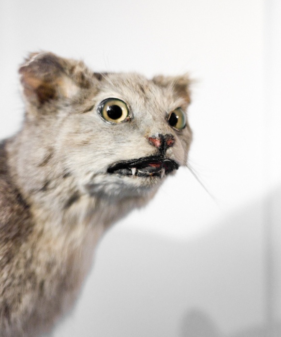 23 Prime Examples Of Taxidermy Fails So Severe They Could Hurt Your Eyes