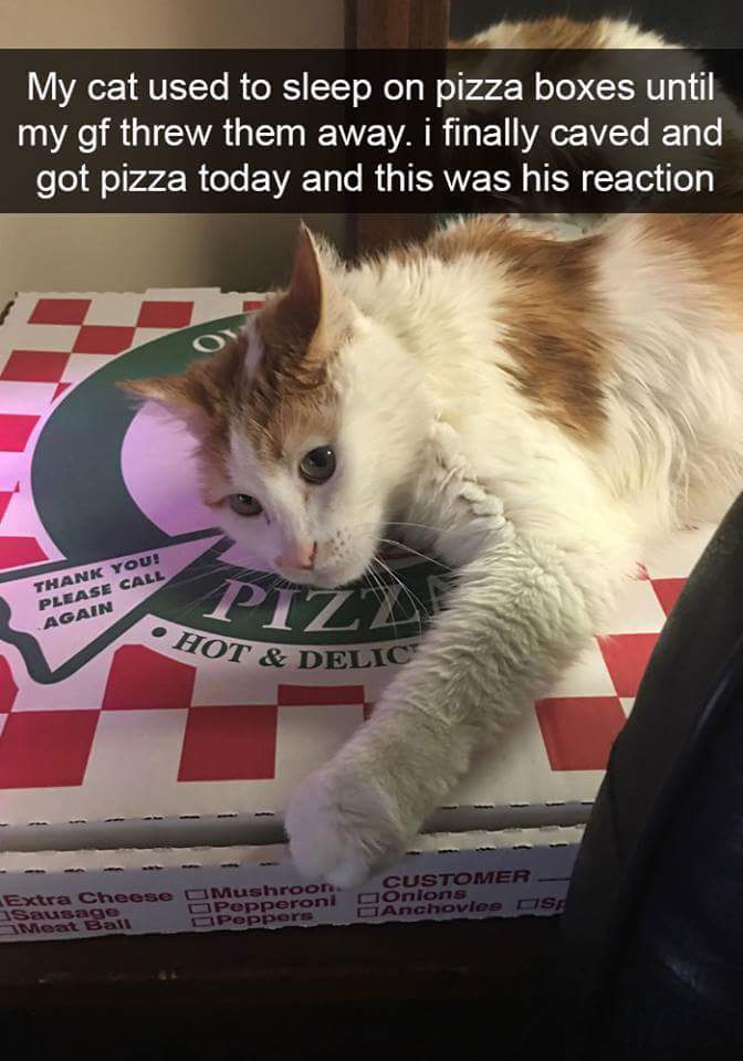 funny cats eating - My cat used to sleep on pizza boxes until my gf threw them away. i finally caved and got pizza today and this was his reaction Thank You! Please Call Again P Hot & Delic Extra Cheese Mushroon. Customer Sausage Pepperoni D Onions Anchov
