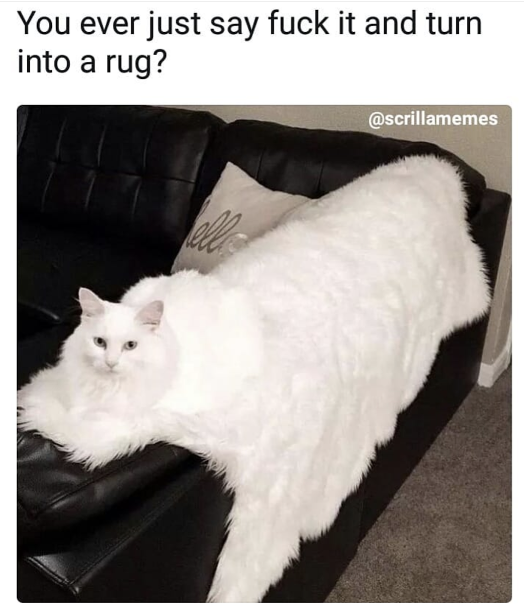 melting cat meme - You ever just say fuck it and turn into a rug?