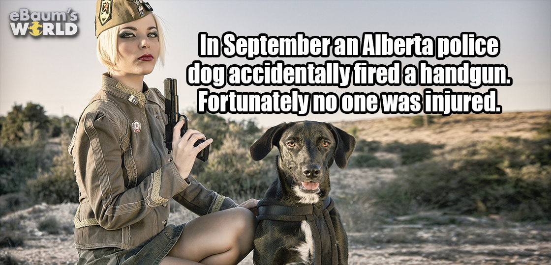 funny - eBaum's World In September an Alberta police dog accidentally fired a handgun. Fortunately no one was injured.