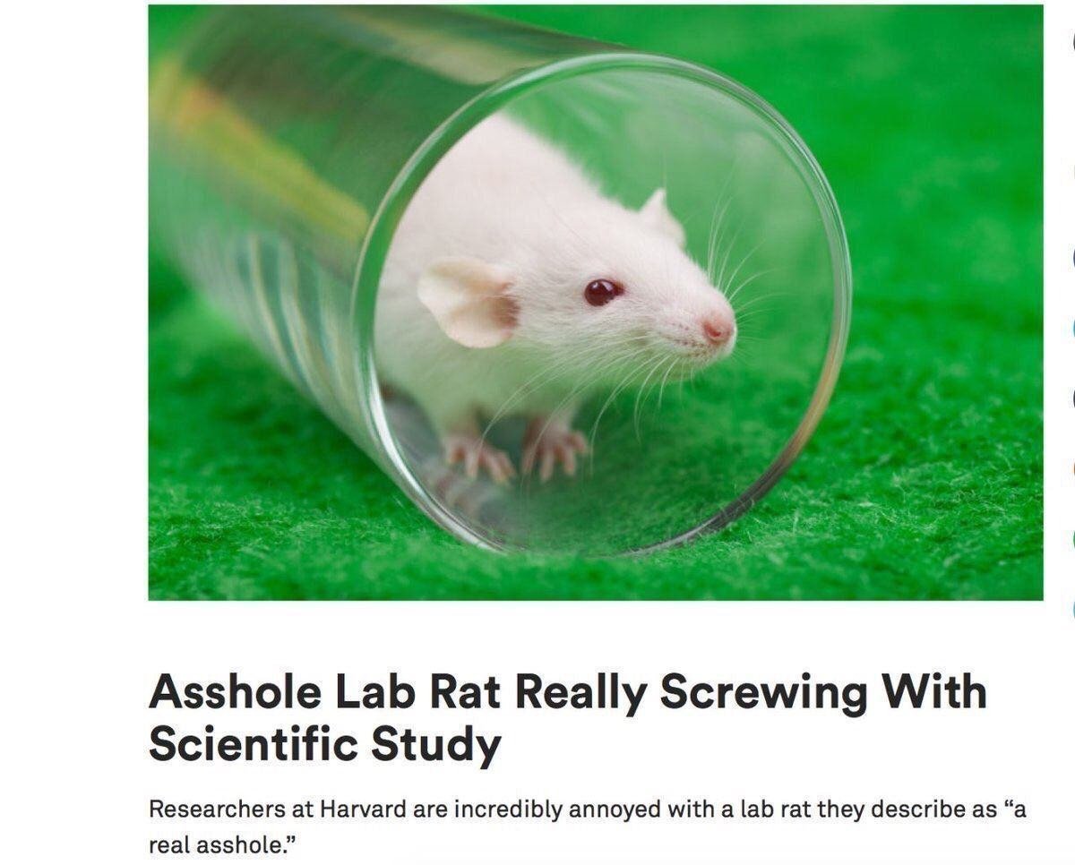 asshole rat - Asshole Lab Rat Really Screwing With Scientific Study Researchers at Harvard are incredibly annoyed with a lab rat they describe as "a real asshole."