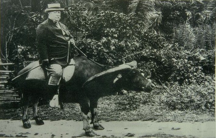 Future President of the United States William Howard Taft riding a water buffalo during his governorship of the Philippines, 1902.