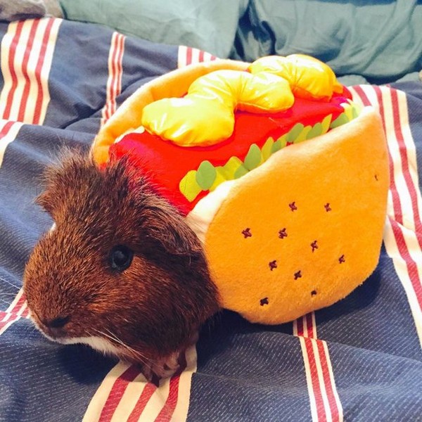 23 Heart-melting Pics Of Cute Animals That Are Ready For Halloween