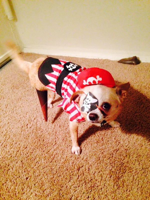 23 Heart-melting Pics Of Cute Animals That Are Ready For Halloween