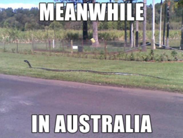 26 Meanwhile In Australia Pics That Will Make You Wanna Get Pissed Drunk And Fight A Koala Bear