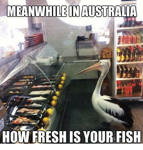 26 Meanwhile In Australia Pics That Will Make You Wanna Get Pissed Drunk And Fight A Koala Bear