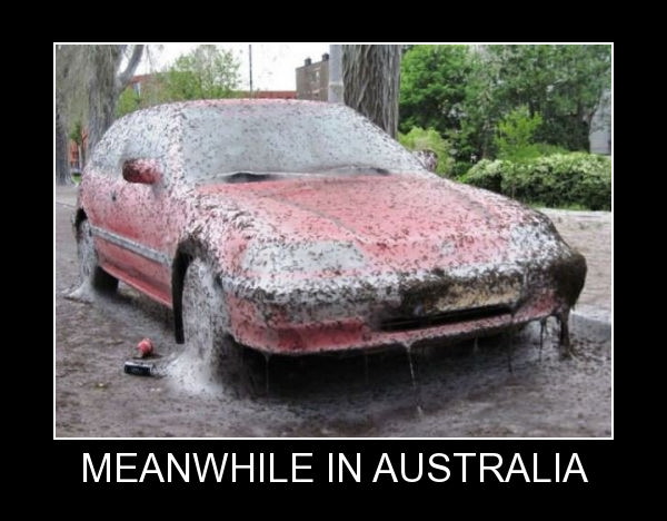 26 Meanwhile In Australia Pics That Will Make You Wanna Get Pissed Drunk And Fight A Koala Bear