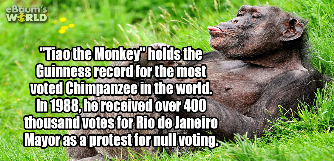 common chimpanzee - eBaum's World "Tiao the Monkey holds the Guinness record for the most voted Chimpanzee in the world. In 1988, he received over 400 thousand votes for Rio de Janeiro Mayor as a protest for null voting Ram