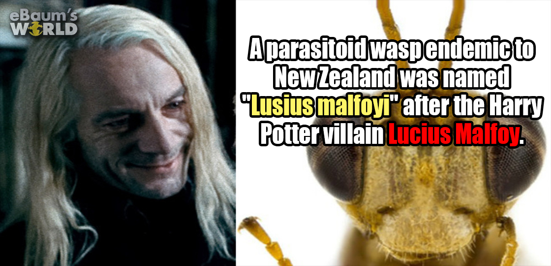 lucius malfoy deathly hallows - eBaum's World Aparasitoid waspendemic to New Zealand was named "Tusius malfoyi" after the Harry Potter villain Lucius Malfoy.