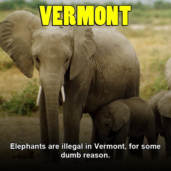 nonhuman animals - Vermont Elephants are illegal in Vermont, for some dumb reason.