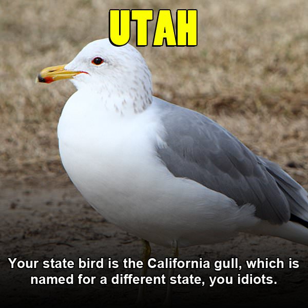beak - Utah Your state bird is the California gull, which is named for a different state, you idiots.