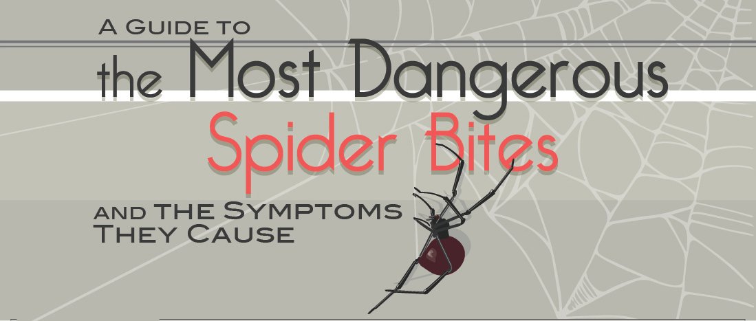 A Quick Guide To Spider Bites That Might Save Your Life