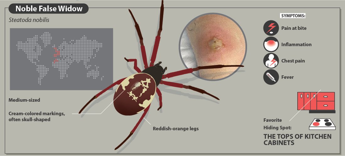 A Quick Guide To Spider Bites That Might Save Your Life