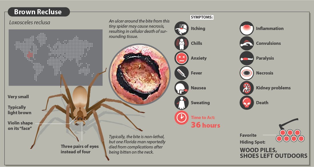 A Quick Guide To Spider Bites That Might Save Your Life