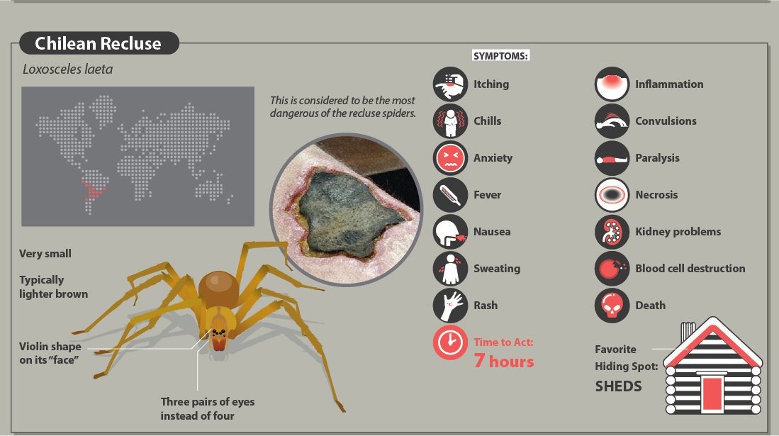 A Quick Guide To Spider Bites That Might Save Your Life