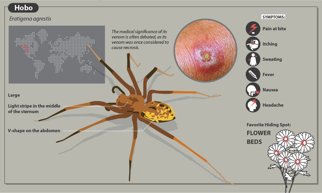 A Quick Guide To Spider Bites That Might Save Your Life