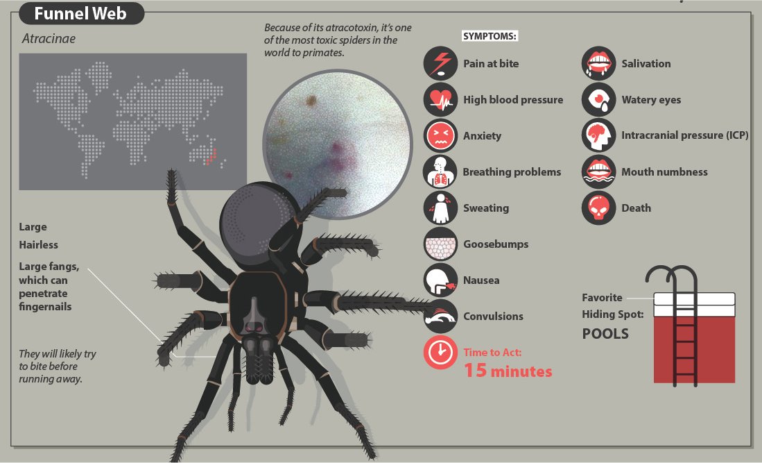 A Quick Guide To Spider Bites That Might Save Your Life