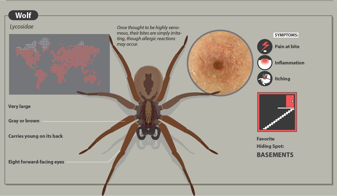 A Quick Guide To Spider Bites That Might Save Your Life