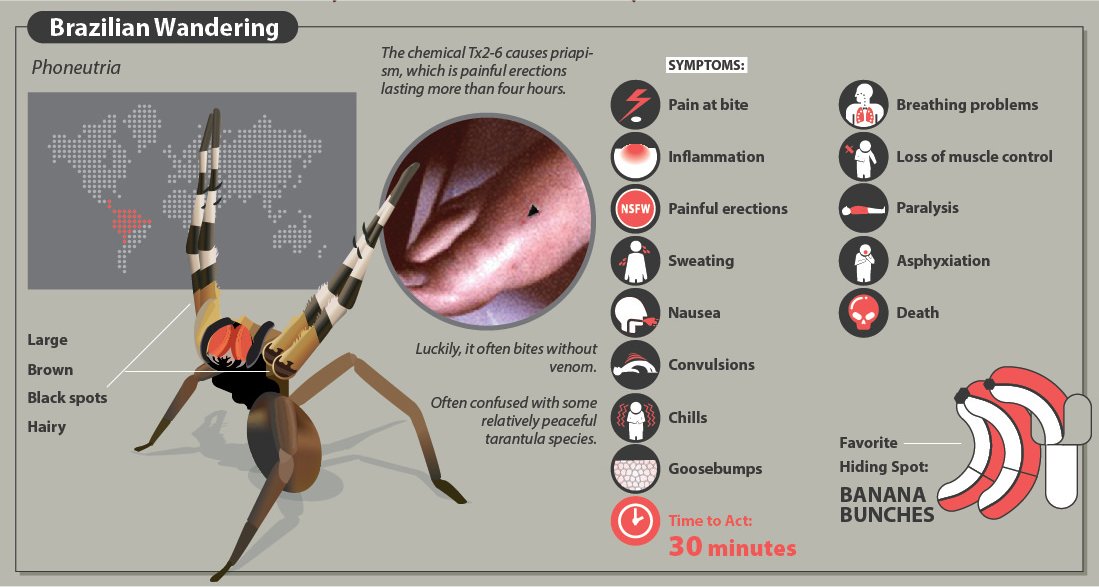 A Quick Guide To Spider Bites That Might Save Your Life