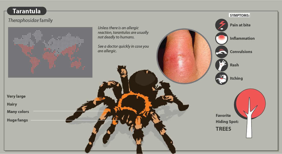 A Quick Guide To Spider Bites That Might Save Your Life