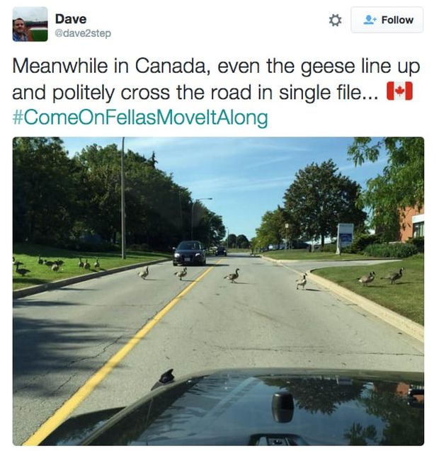 meanwhile in canada - Dave Meanwhile in Canada, even the geese line up and politely cross the road in single file...