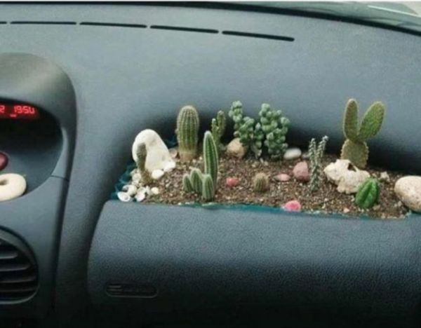 cactus in car - 956