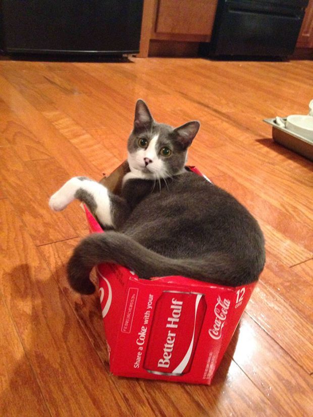 19 Images Of Cats Proving Their Dominance Over Hoomans On Caturday