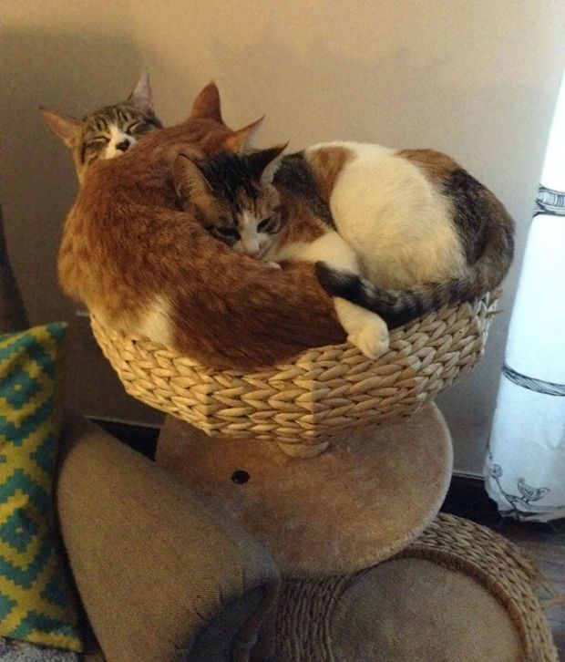 19 Images Of Cats Proving Their Dominance Over Hoomans On Caturday