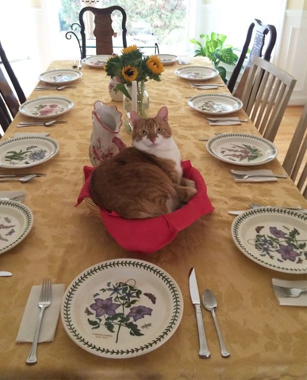 19 Images Of Cats Proving Their Dominance Over Hoomans On Caturday