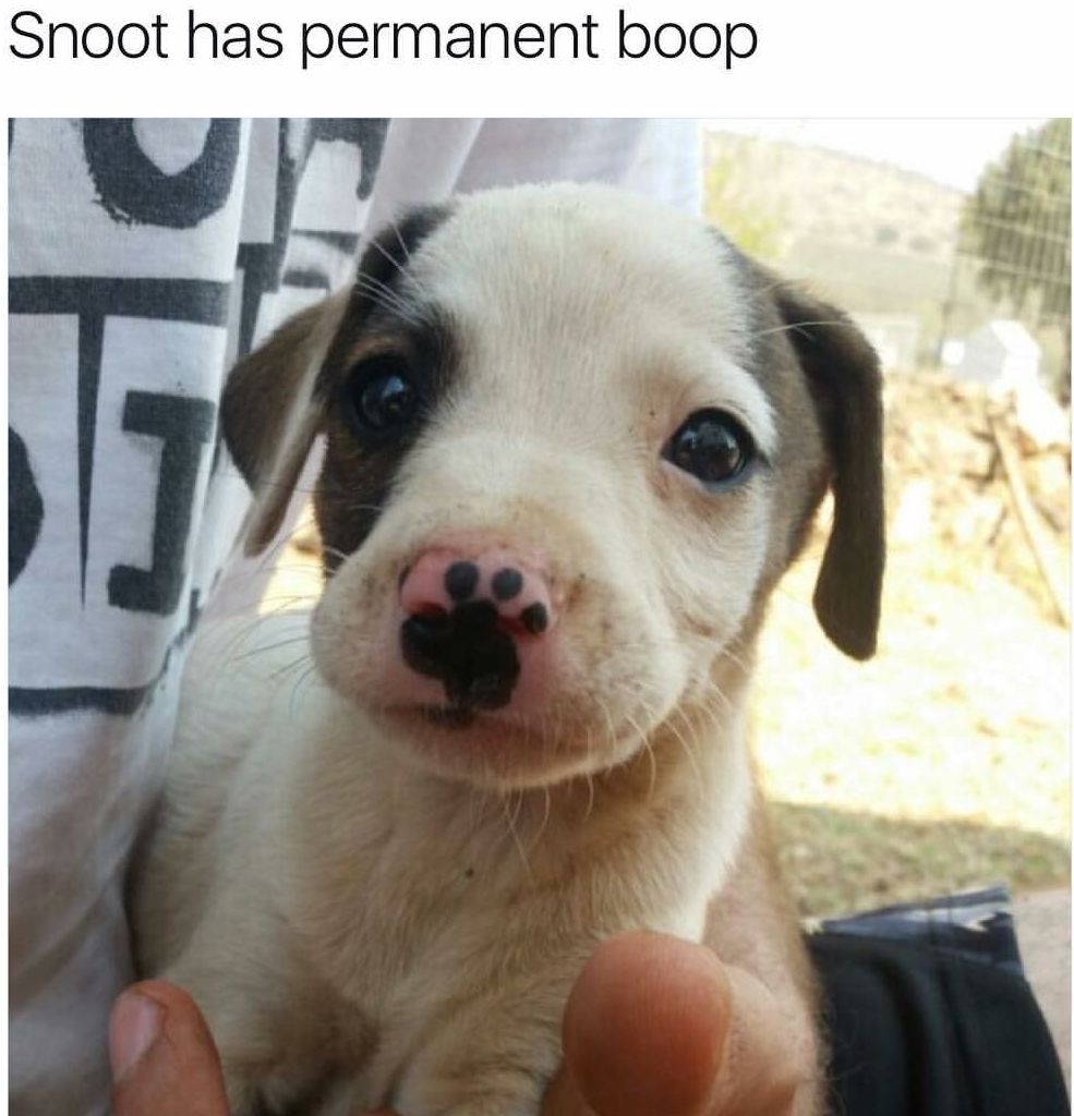 dog with permanent boop - Snoot has permanent boop