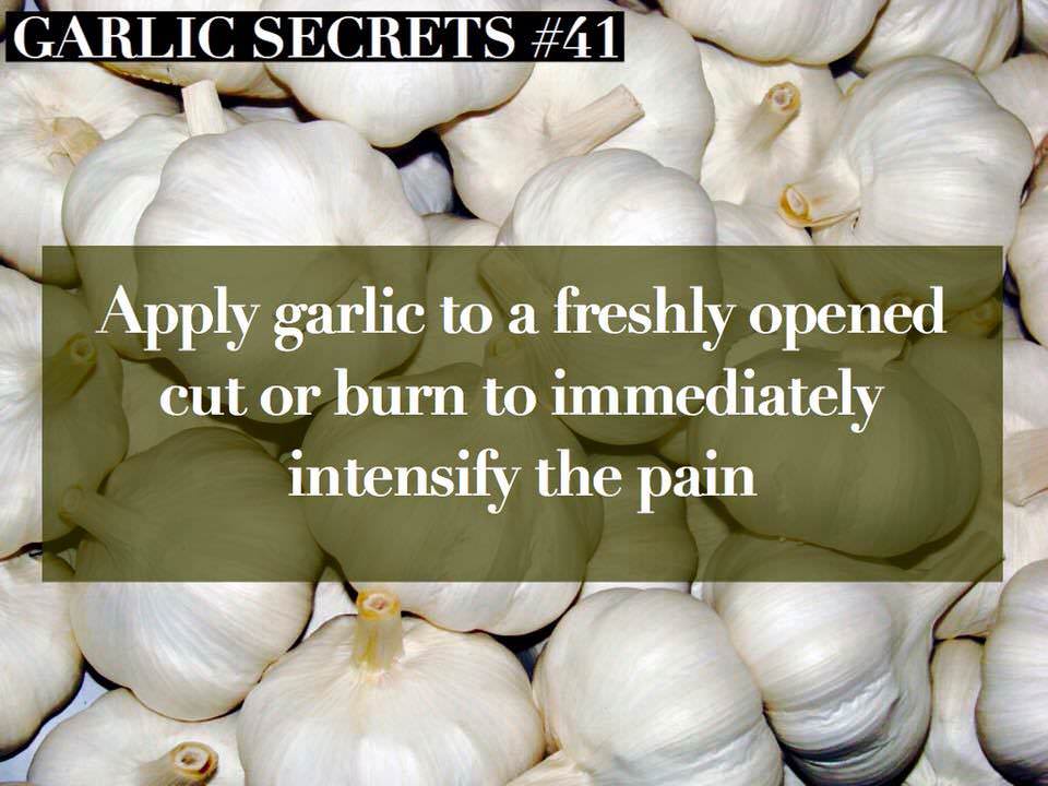 apply garlic to a freshly opened cut - Garlic Secrets Apply garlic to a freshly opened cut or burn to immediately intensify the pain