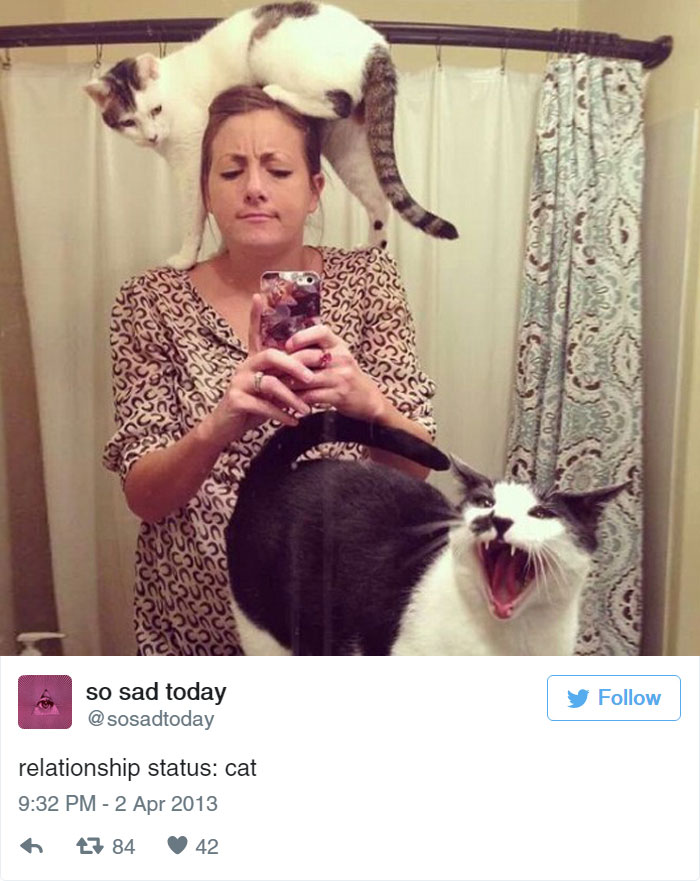 15 Cat Tweets To Help Us Celebrate Caturday