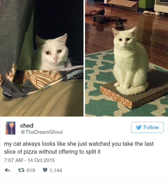 15 Cat Tweets To Help Us Celebrate Caturday
