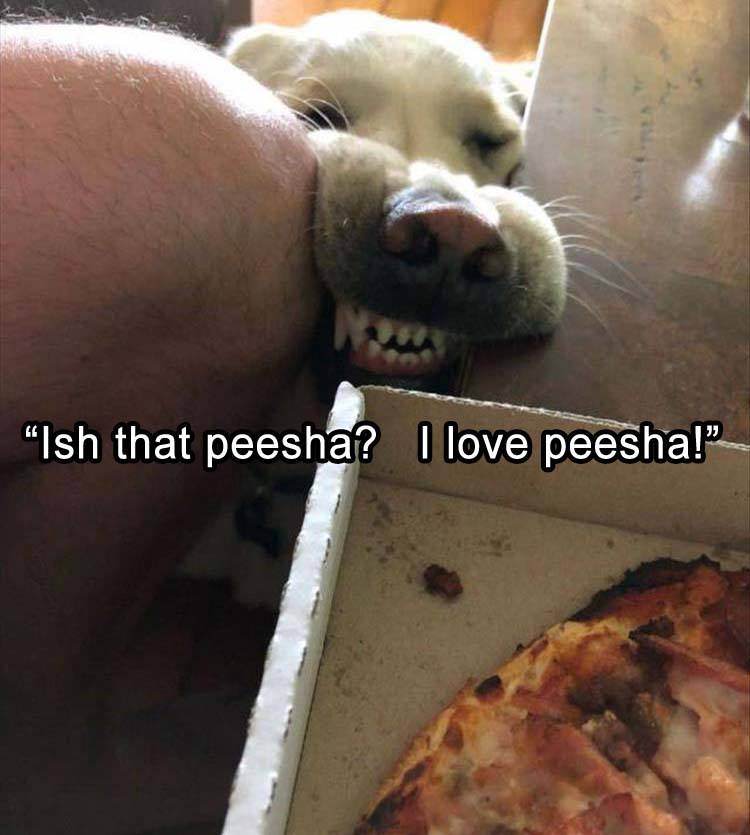 peesha dog - "Ish that peesha? I love peesha!