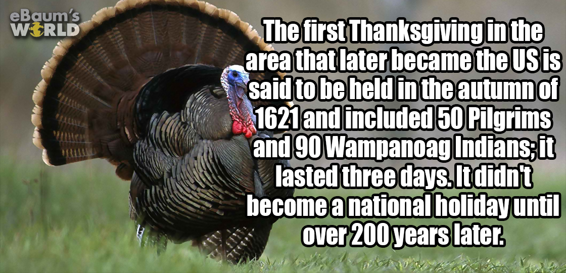 21 Fascinating Facts That Will Hold You Over Until Turkey Day
