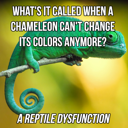 punny jokes - What'S It Called When A Chameleon Can'T Change Its Colors Anymore? A Reptile Dysfunction
