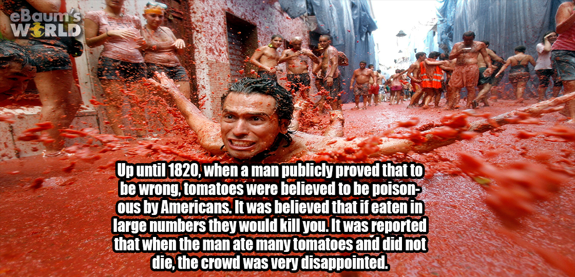 eBaum's Werld Up until 1820, when a man publicly proved that to be wrong, tomatoes were believed to be poison ous by Americans. It was believed that if eaten in large numbers they would kill you. It was reported that when the man ate many tomatoes and did