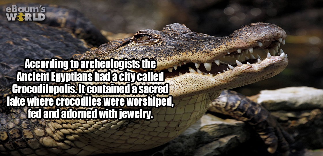 american alligator - eBaum's World According to archeologists the Ancient Egyptians had a city called Crocodilopolis. It contained a sacred lake where crocodiles were worshiped, fed and adorned with jewelry.