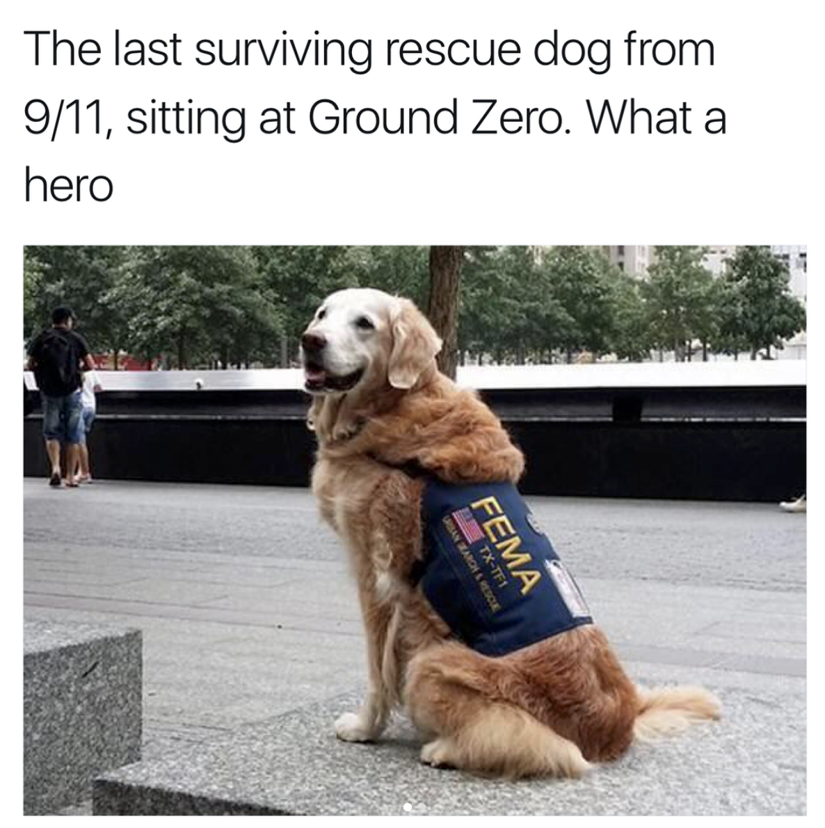 last living 9 11 rescue dog - The last surviving rescue dog from 911, sitting at Ground Zero. What a hero Fema Tx11