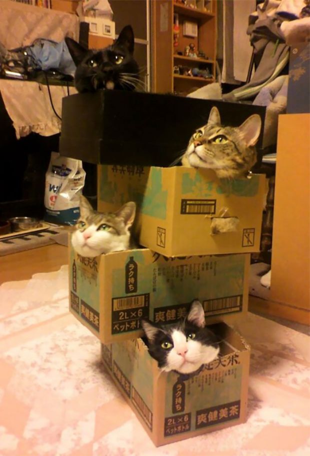 tower of cats