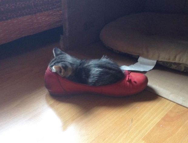 cat i fits i sits